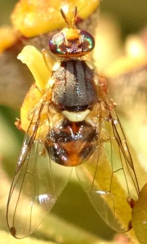 Réf. 355 806 : Bactrocera oleae